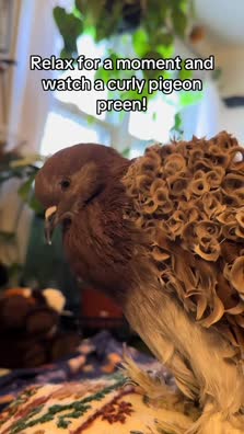 thumbnail of Snaptik.app_7456879328828165407.mp4