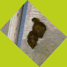 thumbnail of bkOwlmGBsFrALWq3.jpg