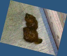 thumbnail of BR6jbWxf0RvLfzVPG2YE.jpg