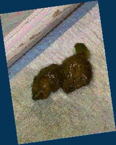 thumbnail of KJ02pJrai.jpg