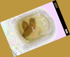 thumbnail of OWvOfaQWk4ickNel.jpg