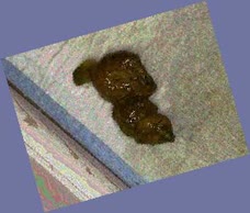 thumbnail of Usu5EfCNvSrBhXt.jpg