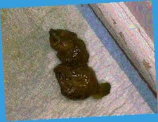 thumbnail of c41T9YcBpCW.jpg