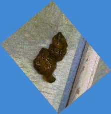 thumbnail of uRIEoFGWG8tQo.jpg