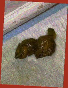 thumbnail of 694ZLw2XsaJSel9.jpg