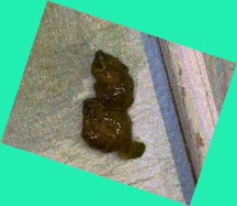 thumbnail of jGsdeZ17xZQJWcdk.jpg