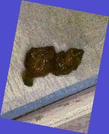 thumbnail of QN6XZUkt8XobQsa3.jpg