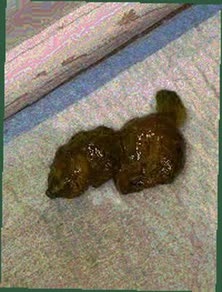 thumbnail of fLXAIlO.jpg