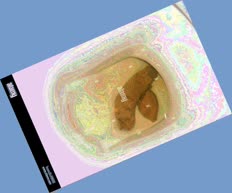 thumbnail of 8lLutjbCb.jpg