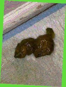 thumbnail of 0UVzMq4U53IVnVum.jpg