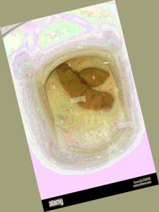thumbnail of Vjcrn.jpg