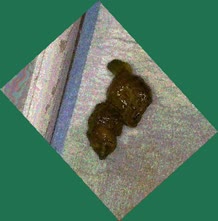thumbnail of 5arqquTr5m4llMd.jpg