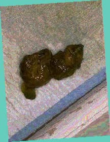 thumbnail of hWr1uFV7WpKWj8z.jpg