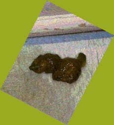thumbnail of xvnmgrX3EqBX.jpg