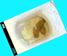 thumbnail of BAvH6sozU7lh.jpg