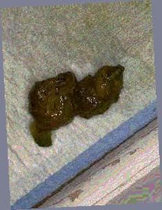 thumbnail of acjM1Nw5F5ZX.jpg