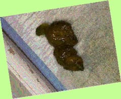 thumbnail of ARkiuFdF2rOk.jpg