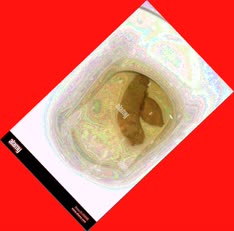 thumbnail of OYsomu.jpg