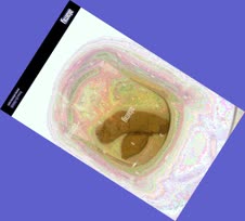 thumbnail of jSn4YOkZN4cd.jpg