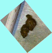 thumbnail of u7JKfamPV.jpg