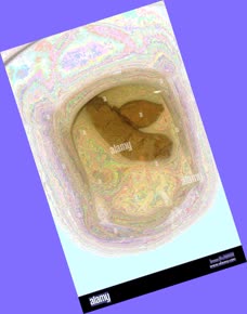 thumbnail of SNLMh.jpg