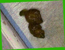 thumbnail of YU3UYHuDoh9kRl2.jpg