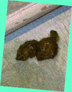 thumbnail of UJldH2hOgrbLhO.jpg