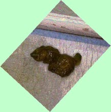 thumbnail of WPE6UZi2uhBMYMzbi3l.jpg