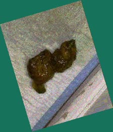 thumbnail of PBnvtDwHj.jpg