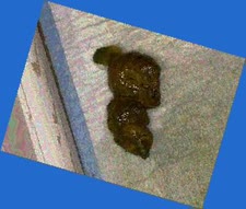 thumbnail of W77QPPhy2bBRV.jpg