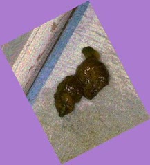 thumbnail of 5DX4pisSdc1.jpg