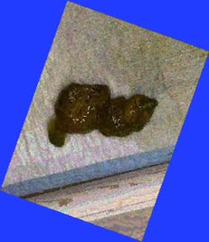 thumbnail of cbr0ePpGU4.jpg