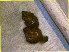 thumbnail of b99GlRKHV.jpg