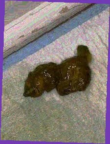 thumbnail of XySh1jDQs.jpg
