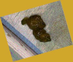 thumbnail of 02ddZYifA5w0KPX.jpg