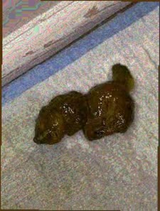 thumbnail of 9fgT5kQmxUq6QG.jpg
