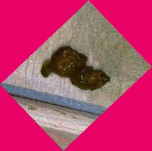 thumbnail of tNWDVF.jpg