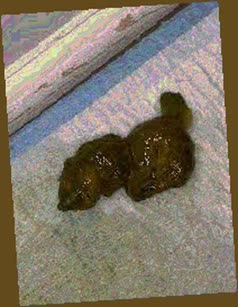 thumbnail of dsljCXn9xXbf9ualO.jpg