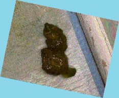 thumbnail of UgvtIvNLVjE.jpg