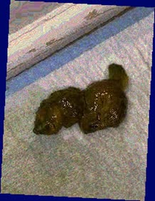 thumbnail of Czpr4G9LOZ6f.jpg