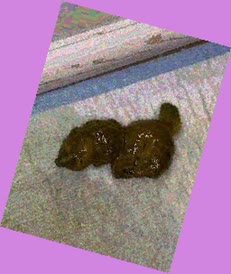 thumbnail of 0g3J8Le0x9.jpg
