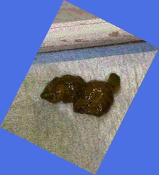thumbnail of Ztnl3.jpg