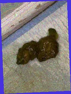 thumbnail of uLd7ayJXIV90OoNFr.jpg