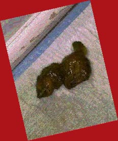 thumbnail of 8jU1WrhXVXtIMaNVlKk.jpg