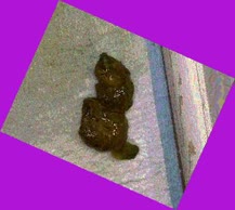 thumbnail of 1Jr53Sy.jpg