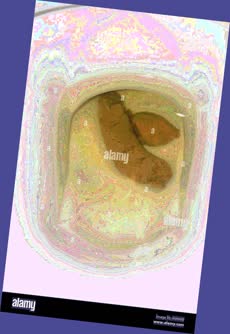 thumbnail of dLBhWgx4fVsI.jpg