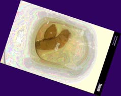 thumbnail of tQzOQS.jpg