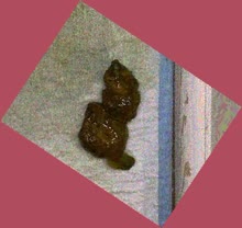 thumbnail of 5nanh3.jpg