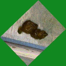 thumbnail of p1P4Wss0KID7btHF.jpg