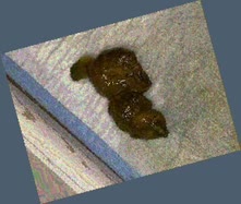 thumbnail of sBiFTe.jpg